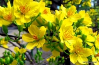 Người Công Giáo ăn Tết như thế nào ?