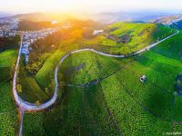 Giới thiệu Đồi Chè Cầu Đất