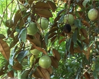 Sự tích cây vú sữa