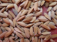 Sự tích hạt lúa