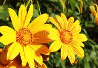 Sự Tích Hoa Dã Quỳ