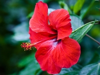 Sự tích hoa dâm bụt