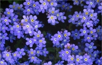 Sự Tích Hoa Forgetmenot